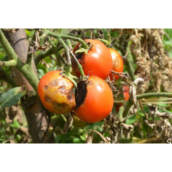 Фитофтороз помидоров: причины, методы борьбы
