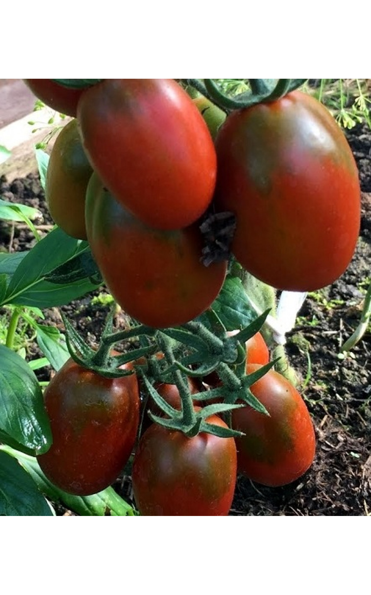 Сорт томатов де Барао