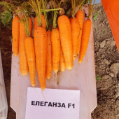 Морковь Елеганза  Nunhems