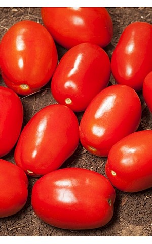 Томат Деріка F1 (KS 720 F1)  Kitano Seeds