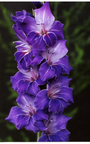 Гладіолус великоквітковий Violetta (Віолетта)