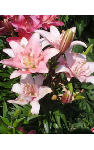 Лілія махрова азіатська Spring Pink (Спрінг Пінк)