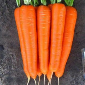Морковь Каротан (Karotan)  RZ