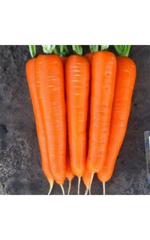 Морковь Каротан (Karotan) Проф упаковка RZ