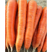 Морковь Колтан  Nunhems