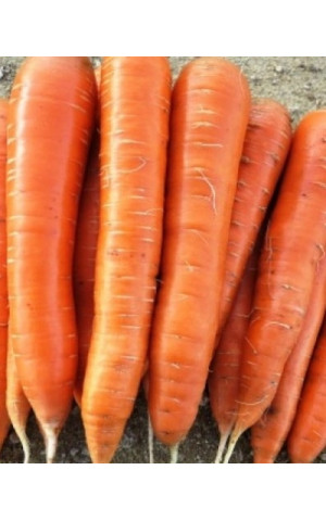 Морковь Колтан  Nunhems