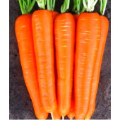 Морковь Лагуна  NZ