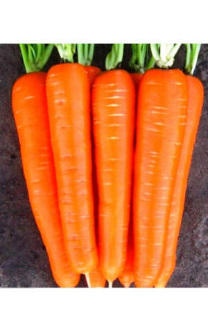 Морковь Лагуна  NZ