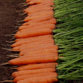 Морковь Монанта (Monanta)  RZ