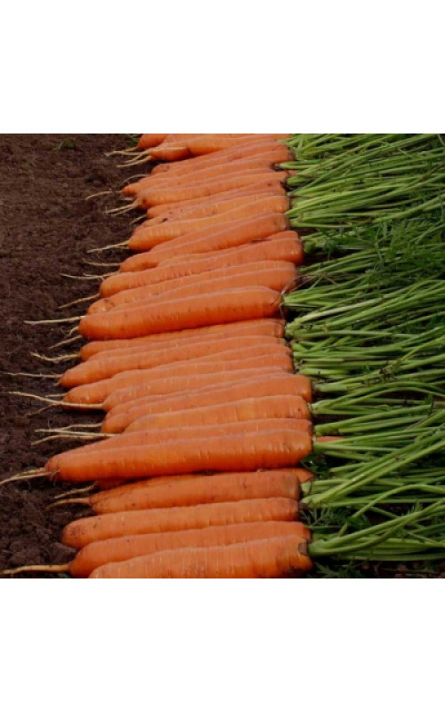Морковь Монанта (Monanta) Проф упаковка RZ