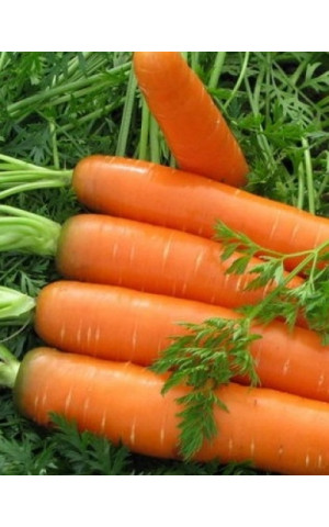 Морковь Нантес Тип-Топ  UG