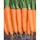 Морковь Сиркана  Nunhems
