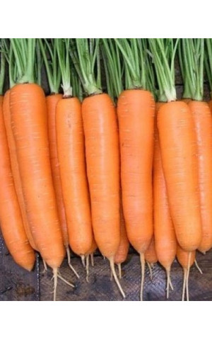 Морковь Сиркана  Nunhems
