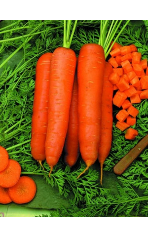 Морковь Скарла  Clause
