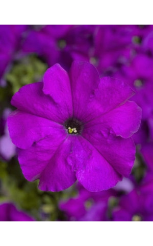Петуния Грандифлора Тритуния F1 (Tritunia F1) Violet 