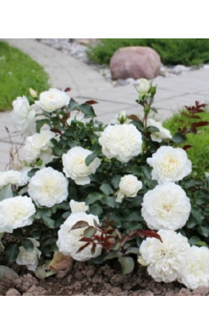 Роза Белая махровая