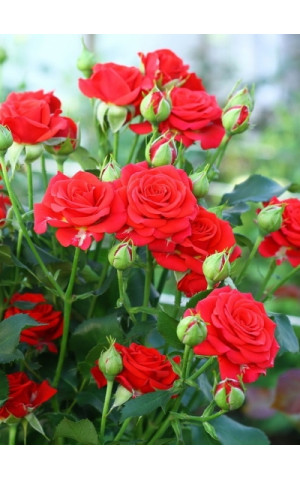 Роза Красная