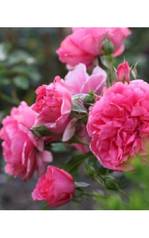Роза Розовая махровая