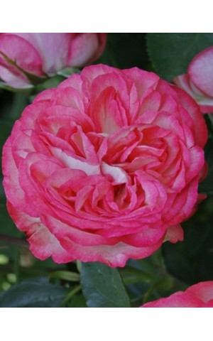 Роза Розовый Лед