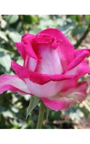 Роза Ранок Парижа