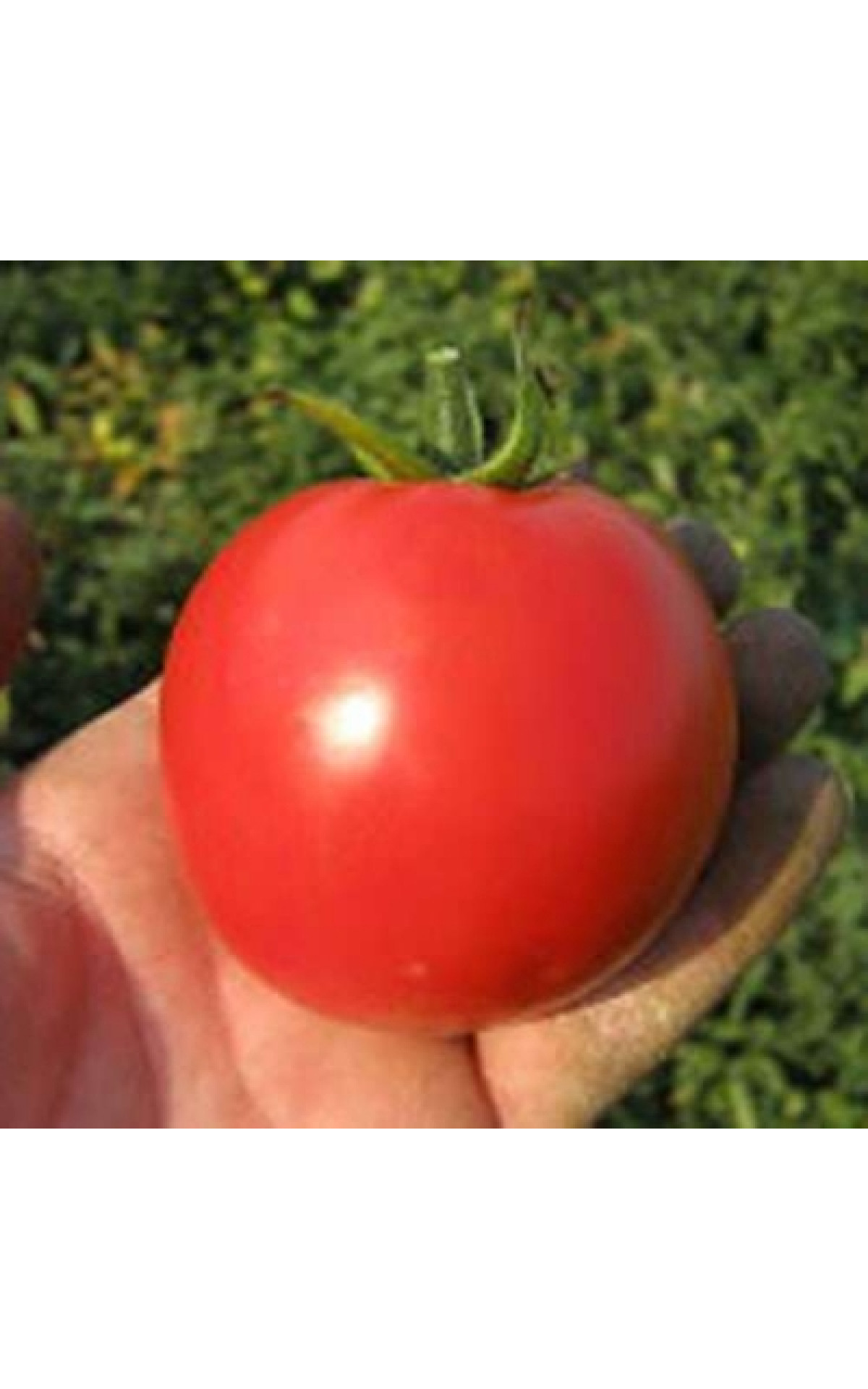 Семена низкорослых помидоров купить. Томат Акела f1. 1000 Томатов. Семена Вангард f1 Clause. Конго томат ф1 Clause.