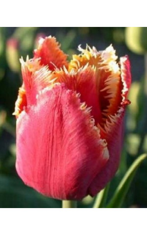 Тюльпан Бахромчатый Noranda