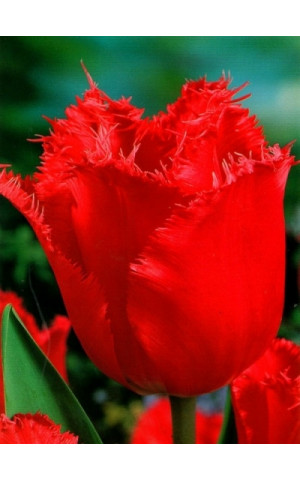 Тюльпан Бахромчатый Red Wing
