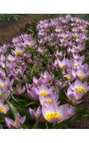 Тюльпан Ботанічний Lilac Wonder