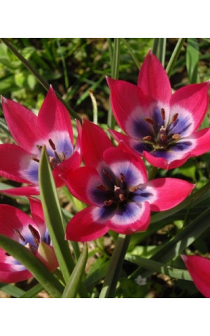 Тюльпан Ботанический Little Beauty