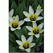 Тюльпан Кауфмана Concerto