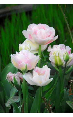 Тюльпан Махровый Angelique