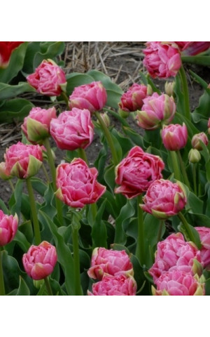 Тюльпан Махровый Aveyron