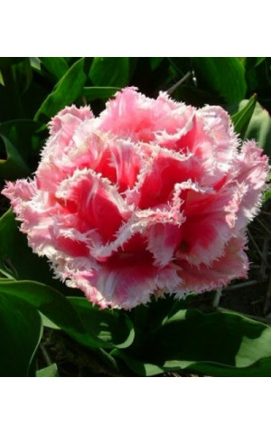 Тюльпан Махровый Бахромчатый Queensland