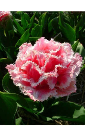 Тюльпан Махровый Бахромчатый Queesland
