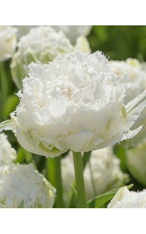 Тюльпан Махровый Бахромчатый Snow Crystal