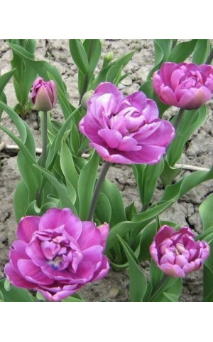 Тюльпан Махровий Blue Diamоnd