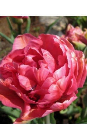 Тюльпан Махровый Chato