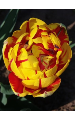 Тюльпан Махровый Golden Nizza