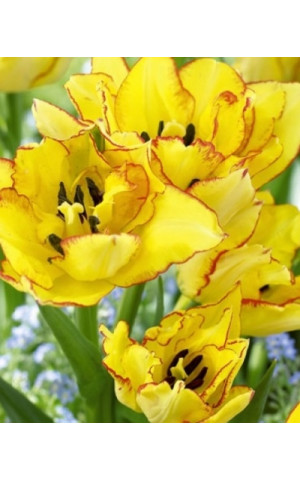 Тюльпан Махровый Многоцветковый Aquilla