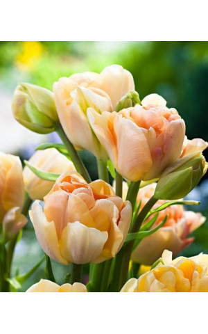 Тюльпан Махровый Многоцветковый Charming Lady