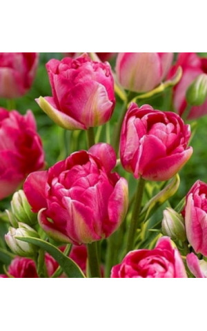 Тюльпан Махровый Многоцветковый Granda