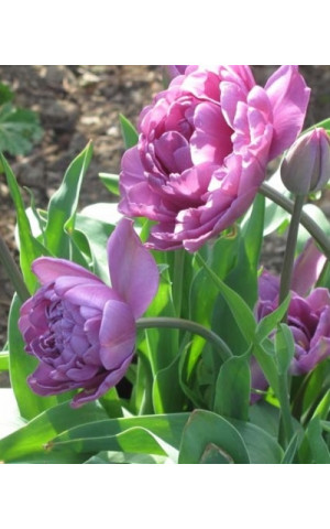 Тюльпан Махровый Многоцветковый Lilac Perfection
