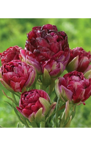 Тюльпан Махровый Многоцветковый Pearl Mountain