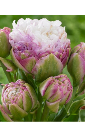 Тюльпан Махровый Многоцветковый Peggy Wonder