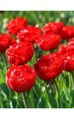 Тюльпан Махровый Многоцветковый Robinho