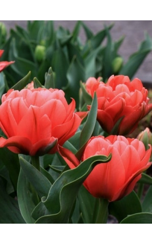 Тюльпан Махровый Многоцветковый Toronto Double