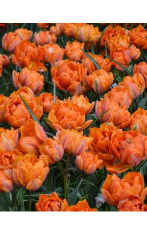 Тюльпан Махровый Orange Princess