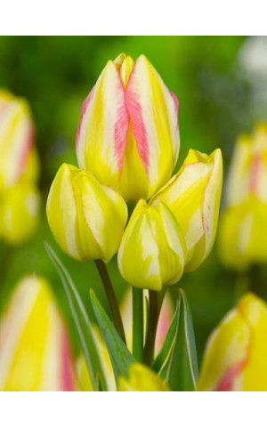 Тюльпан Многоцветковый Antoinette