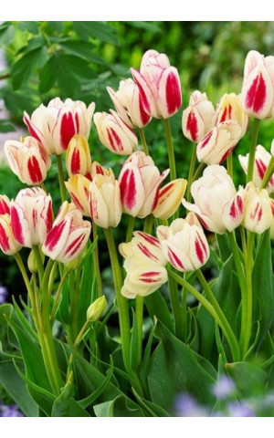 Тюльпан Многоцветковый Candy Сlub