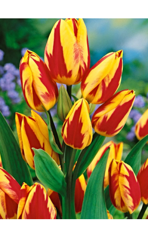 Тюльпан Багатоквітковий Colour Spectacle
